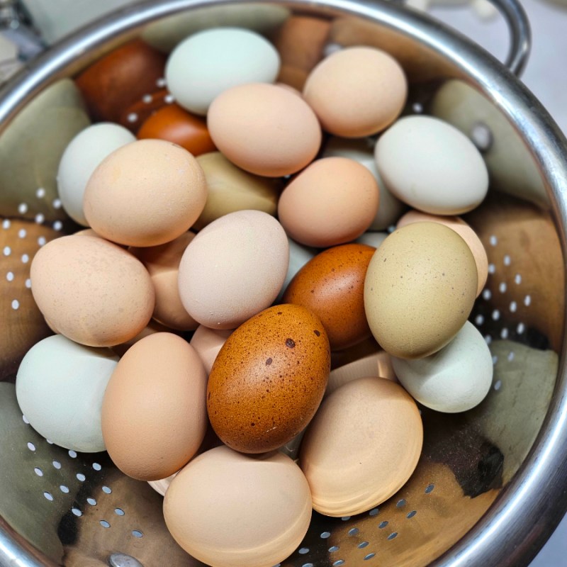 Do Chickens need a rooster to lay eggs?