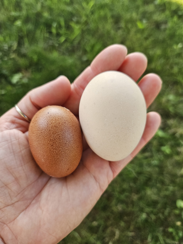 A new laying hen's egg next to a mature hen's egg