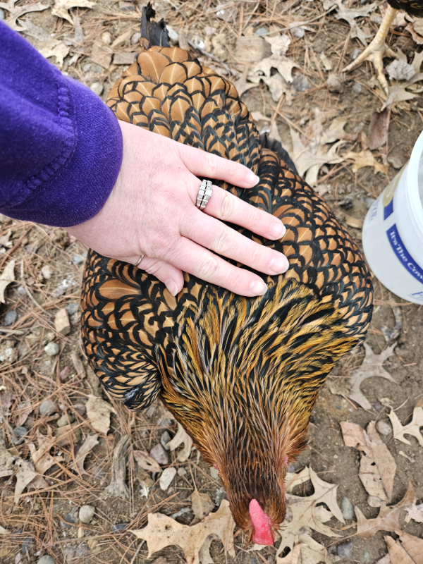 A hen doing a submissive squat - Do Chickens need a rooster to lay eggs?
