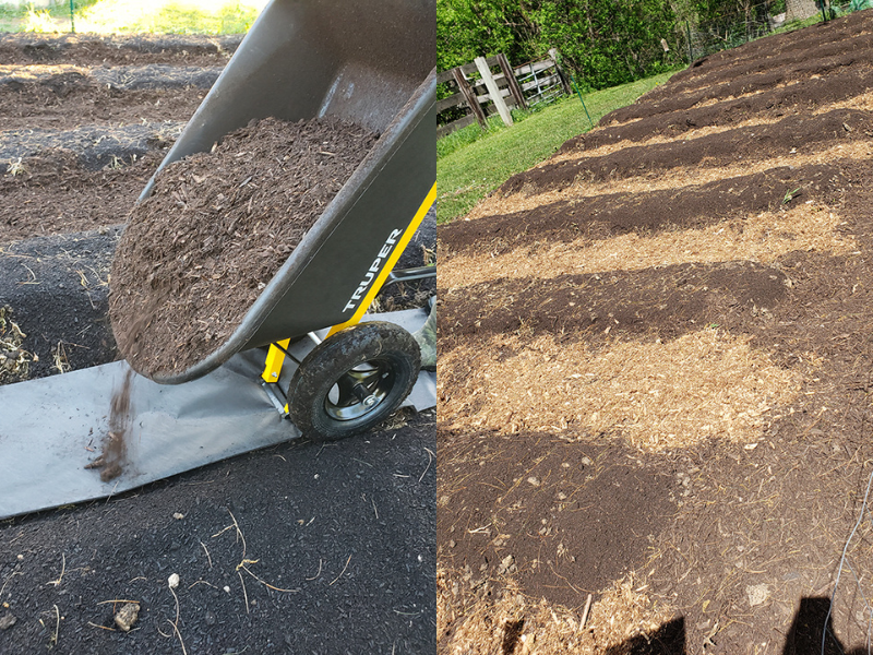 Two images; one of a wheelbarrow dumping mulch onto landscape fabric and one of the walking rows getting closer to being done. 