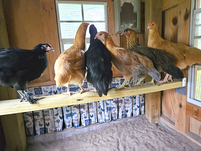 Chickens on a roost bar