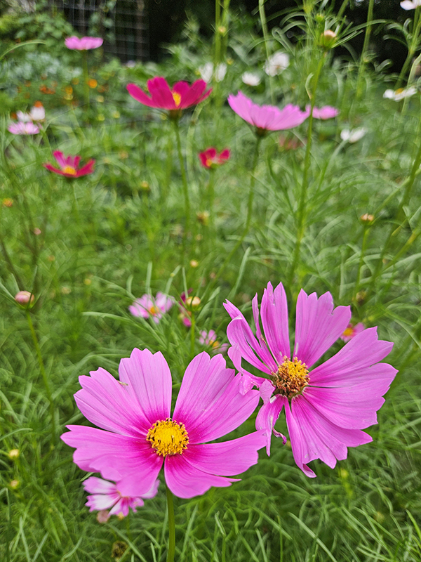 Cosmos flowers blooming