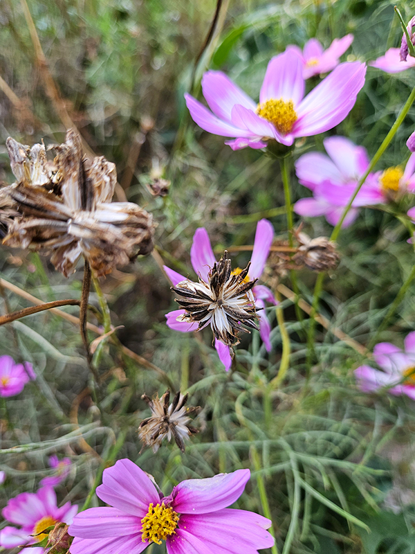 Healthy and faded blooms - harvest and save cosmos seeds