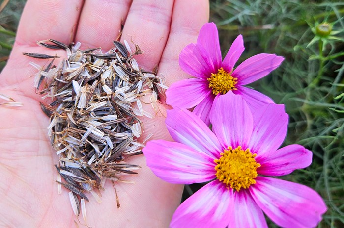 Harvest And Save Cosmos Seeds To Plant In Next Year’s Garden
