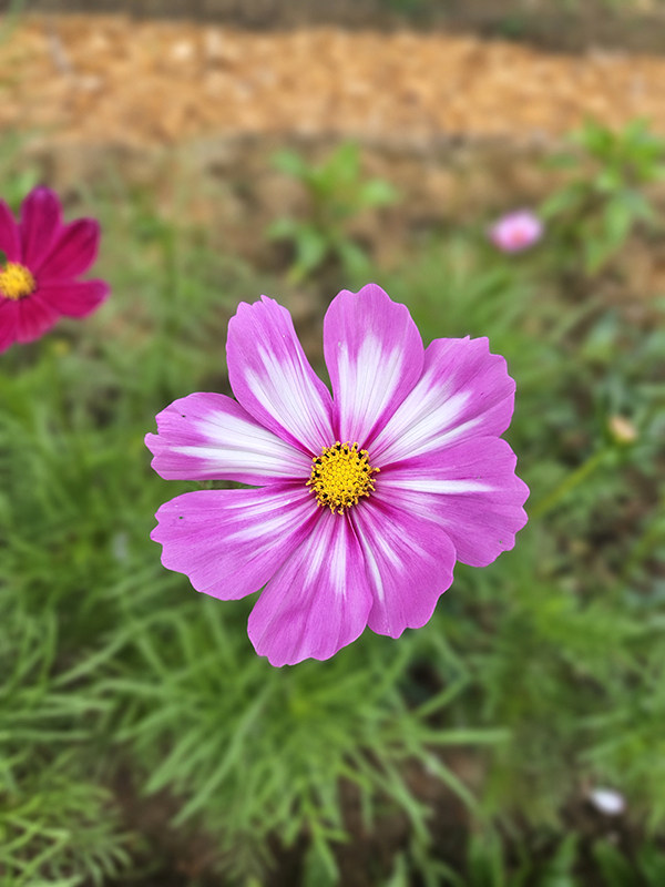 A pretty pink and white cosmos bloom