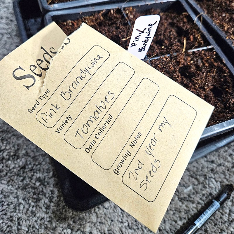 saved seeds and a seed starting tray