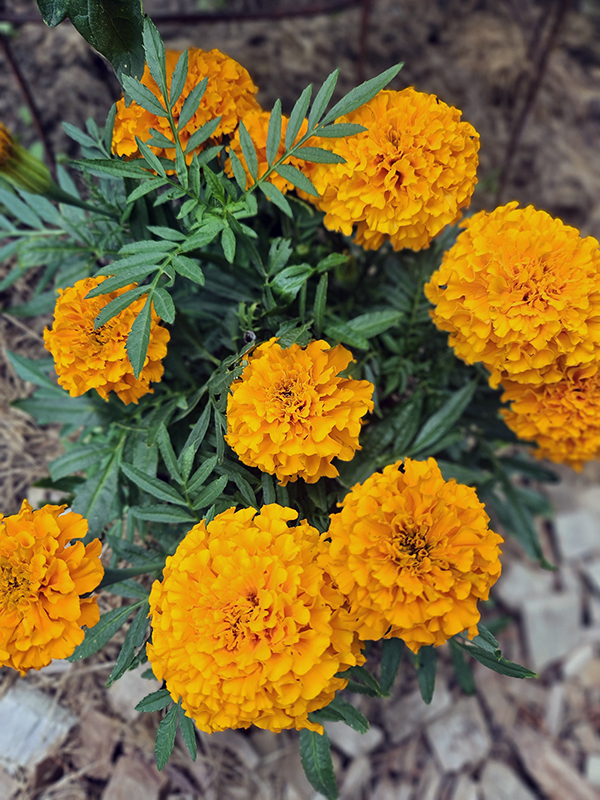A hybrid marigold variety