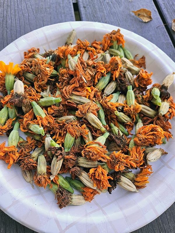 Marigold seedheads - save garden seeds