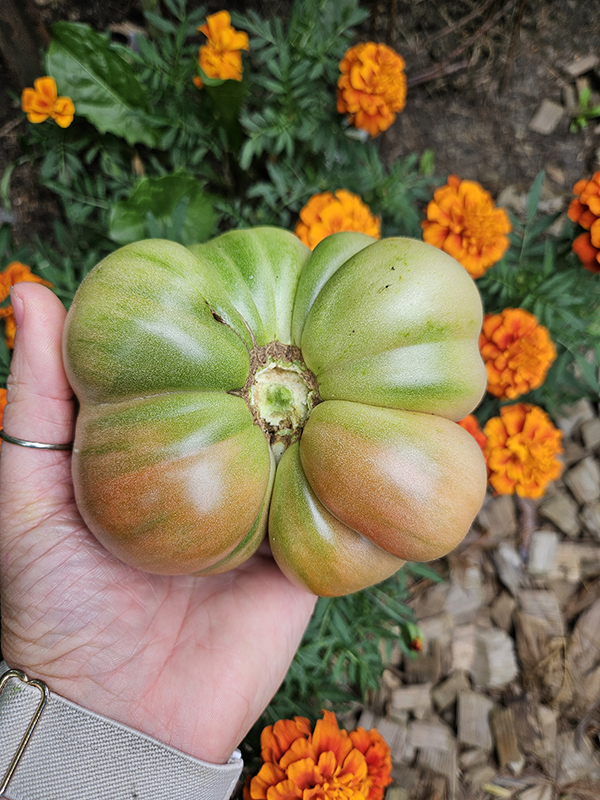 A large brandywine tomato ripening from my garden that I save the seeds from