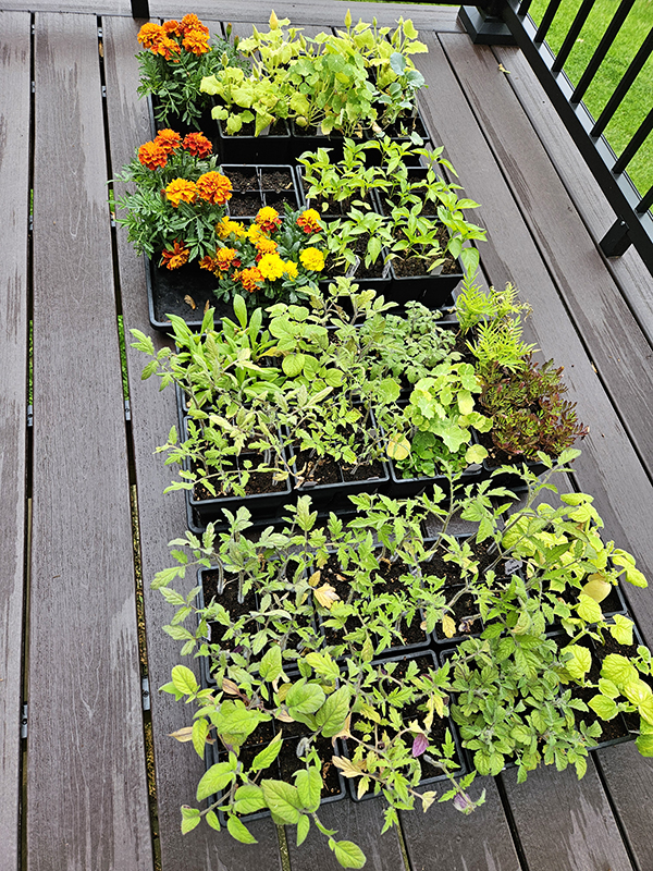Tray of seedlings - save garden seeds