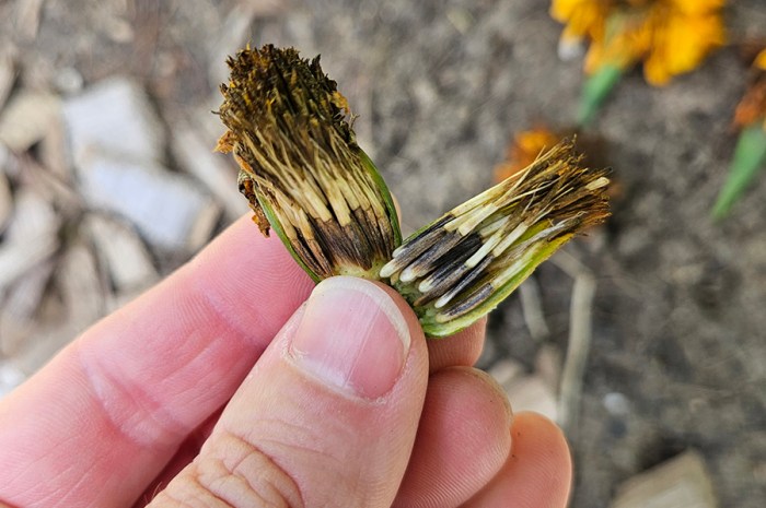 How To Save Marigold Seeds – Easily Harvest Seeds For Spring