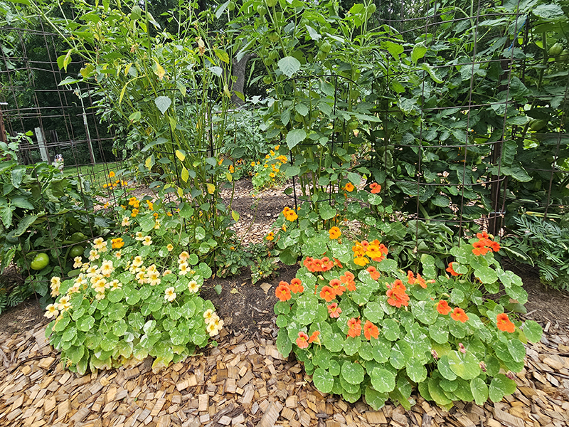 Nasturtium growing around garden vegetables.