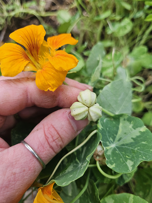Me holding a cluster of seeds