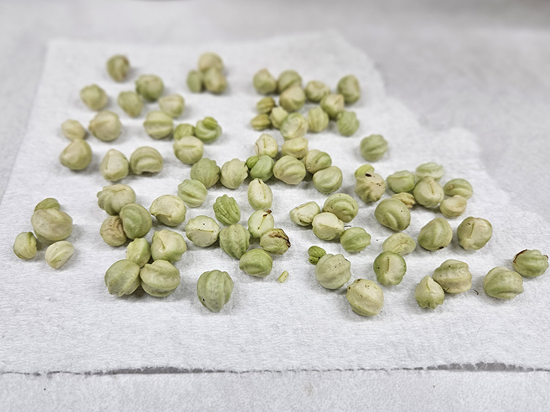 The nasturtium seeds just harvested and sitting on a paper towel ready to dry out.