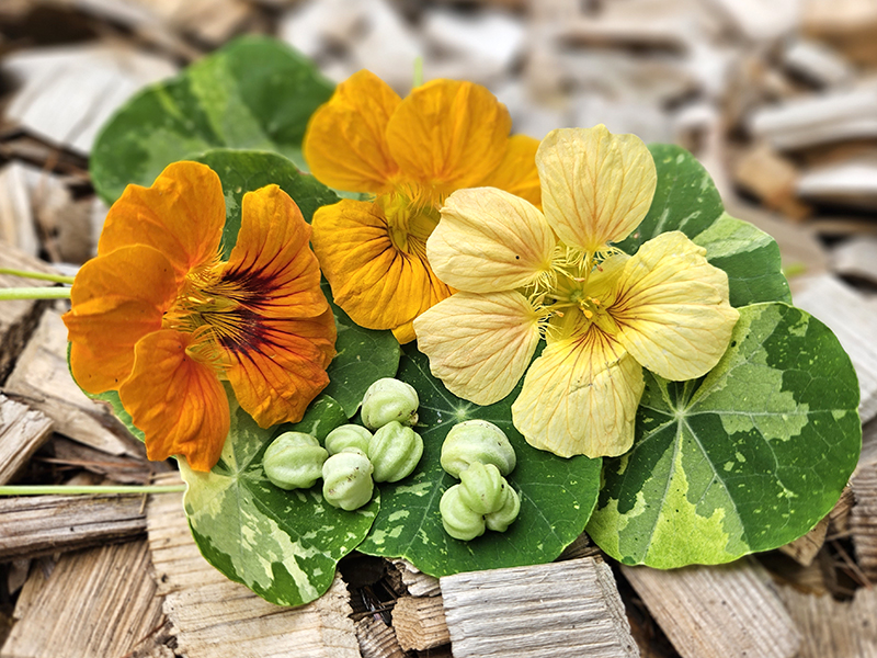 Nasturtium blooms, foliage, and seeds all grouped together on wood chips.