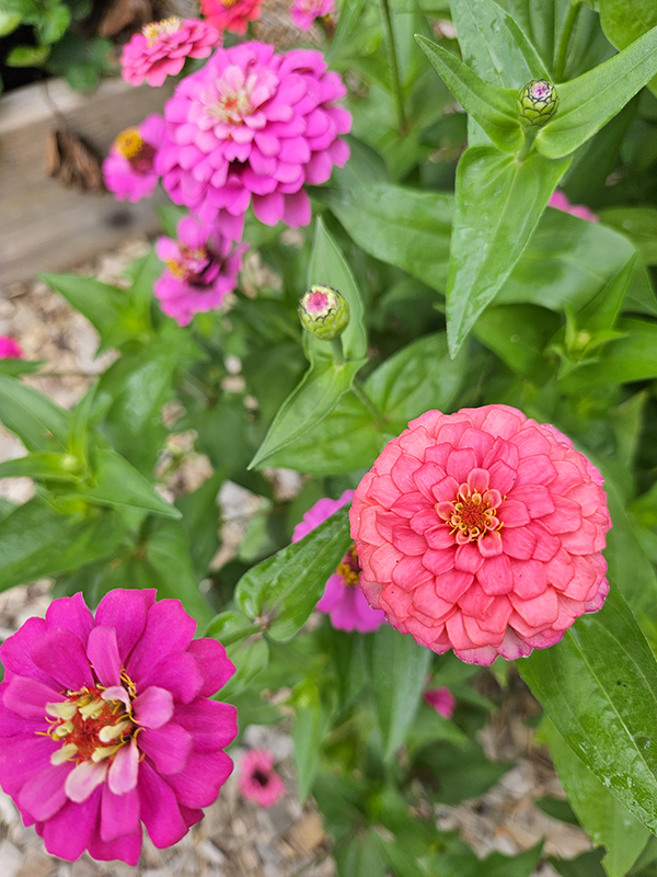 A bunch of healthy zinnia plants and blooms in shades of pink