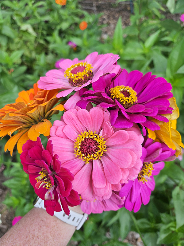 A bouquet of cut flowers being held up