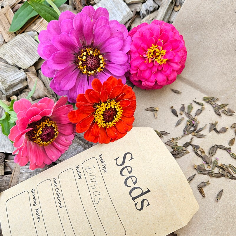 Save Zinnia Seeds Tips
