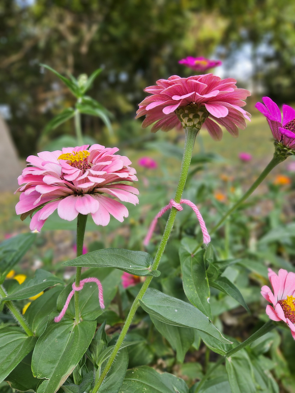 Two tagged zinnia blooms