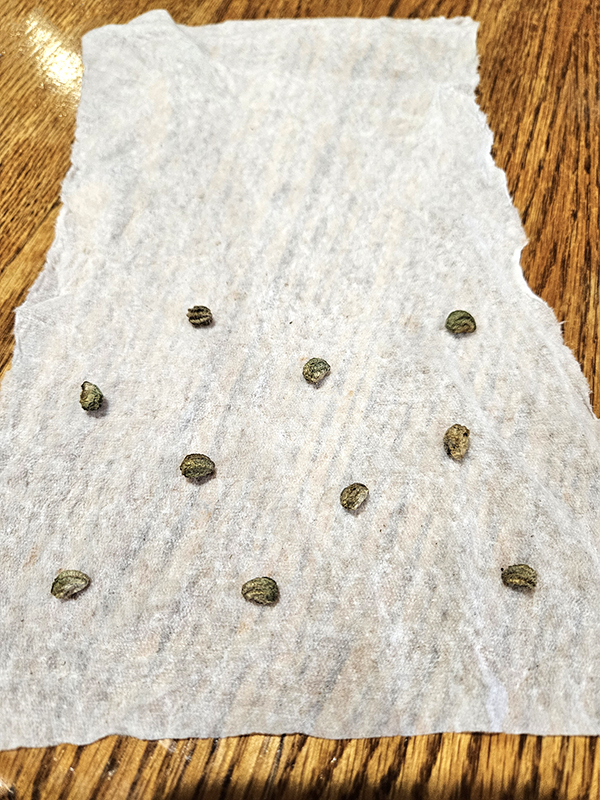 Seed germination test