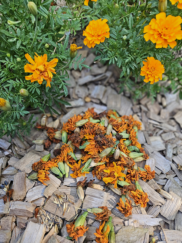 Marigold seeds