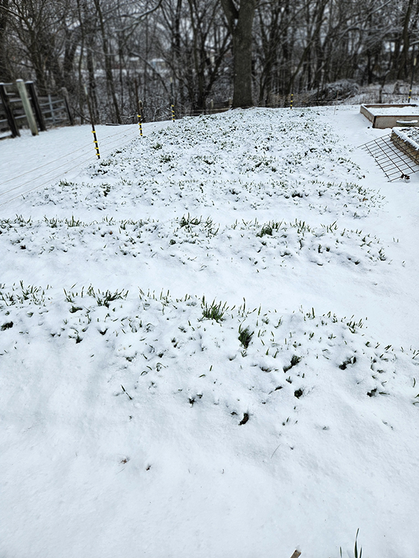 Snow covered garden - using a seed inventory list
