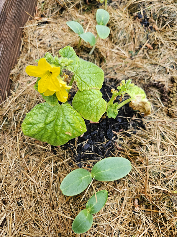 Cucumber seedlings - seeds to start indoors