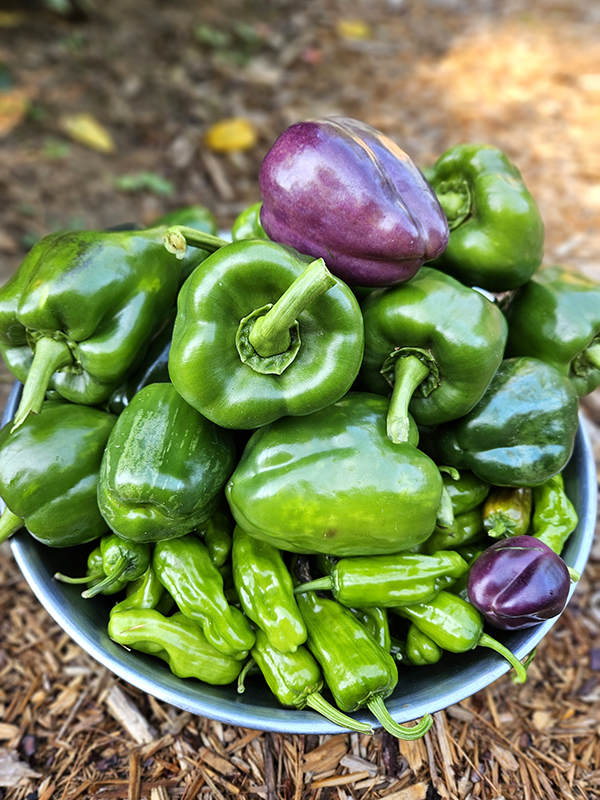 Peppers galore - September 2025 Homesteading Update