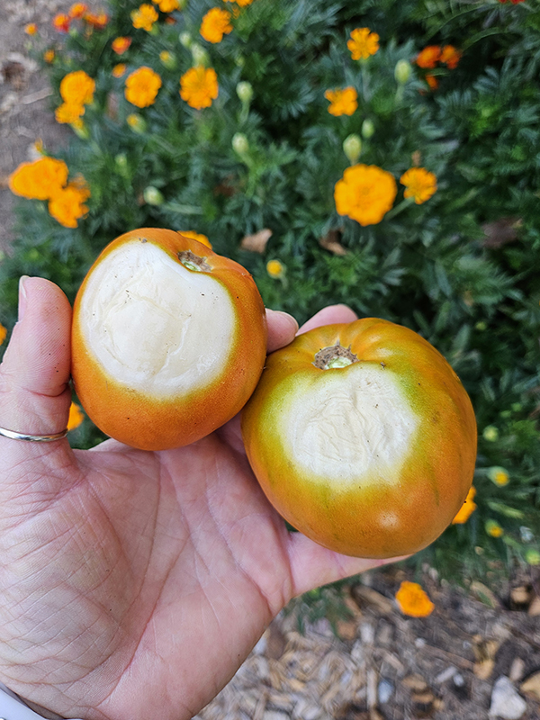 two tomatoes - September 2025 Homesteading Update