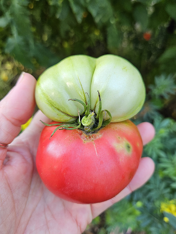 half red half green tomato - September 2025 Homesteading Update