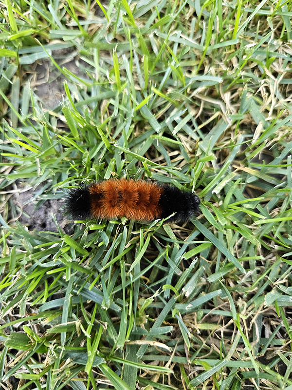 woolly bear caterpillar - September 2025 homesteading update