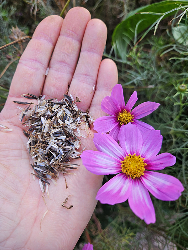 Cosmos seeds and blooms - september 2025 homesteading update
