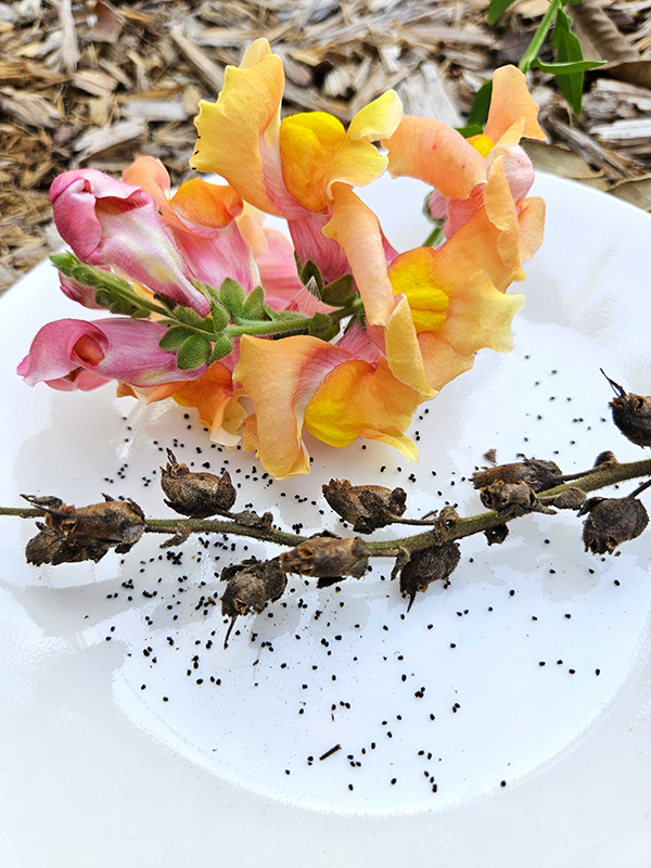 Snapdragon seeds - september 2025 homesteading update