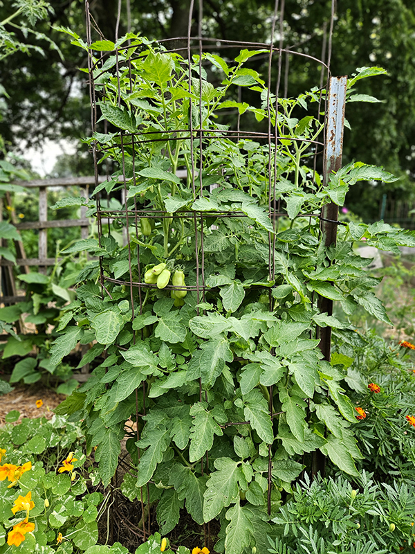 A roma tomato in a large tomato cage