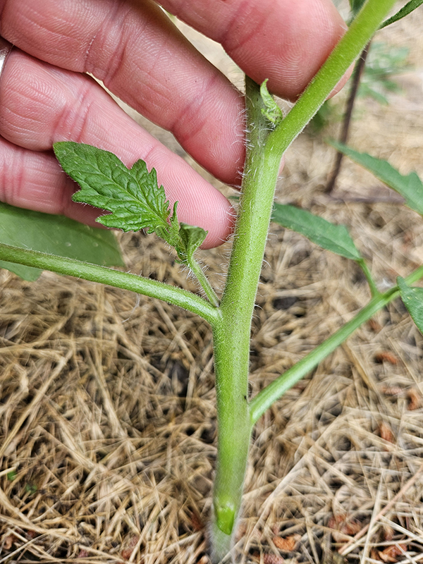 A tomato plant sucker