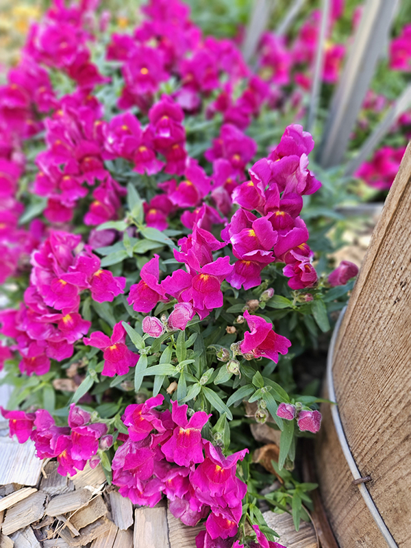 Dwarf snapdragon plants with purple fuschia blooms