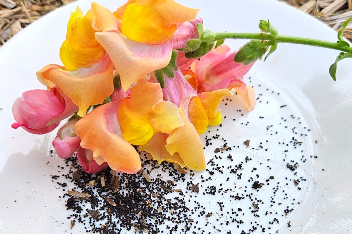 Snapdragon Seeds – Saving Tiny Seeds Of These Unique Flowers