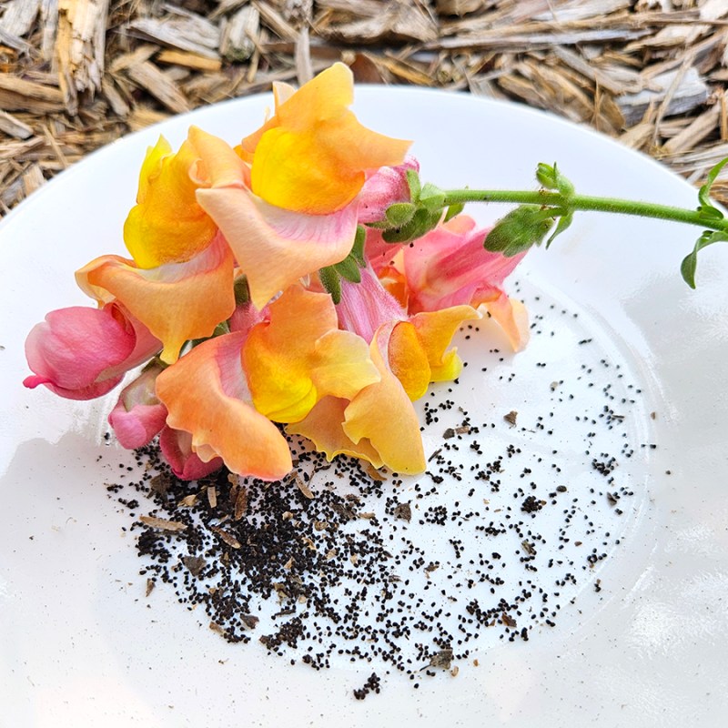 Saving Snapdragon Seeds - seeds and blooms on a plate