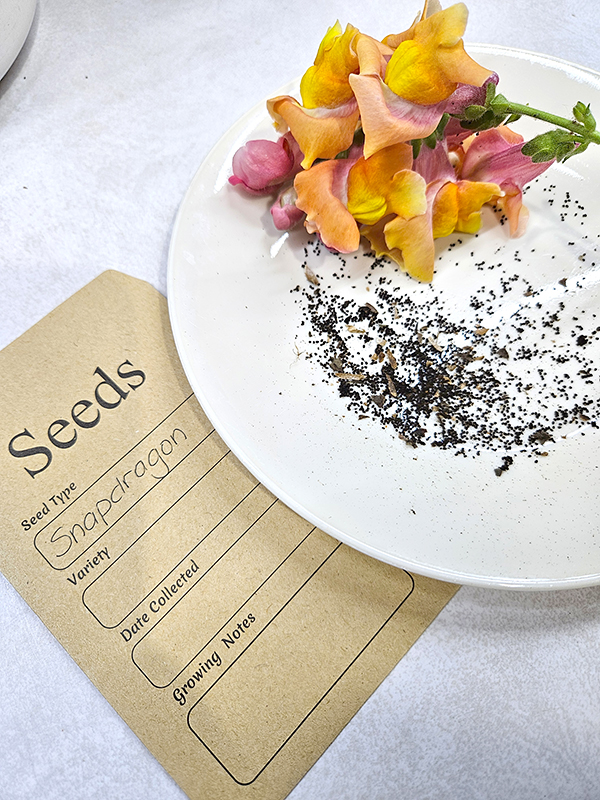 Saving Snapdragon Seeds