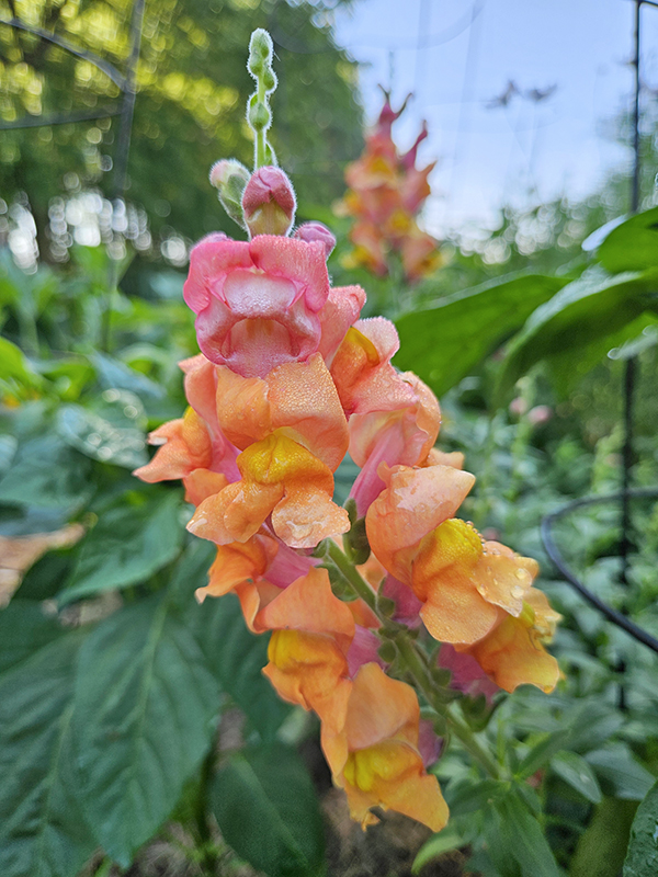 A snapdragon bloom in yellows, oranges, and pinks