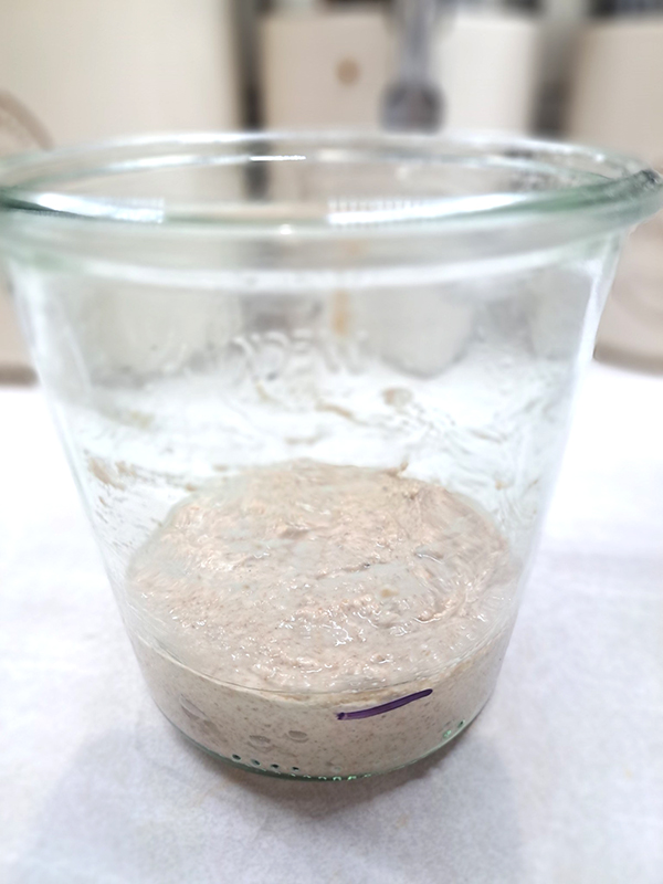 No rise or bubbles in the sourdough starter.