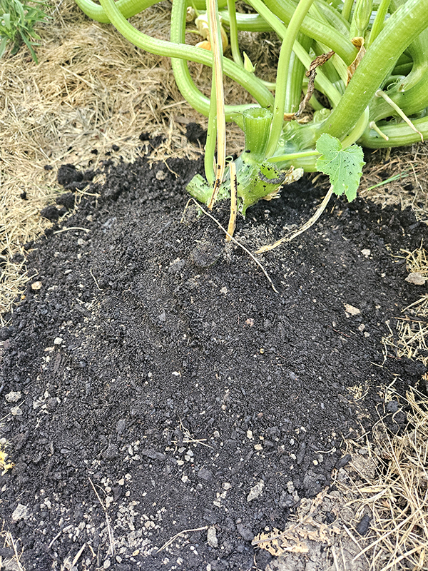 A buried zucchini stem