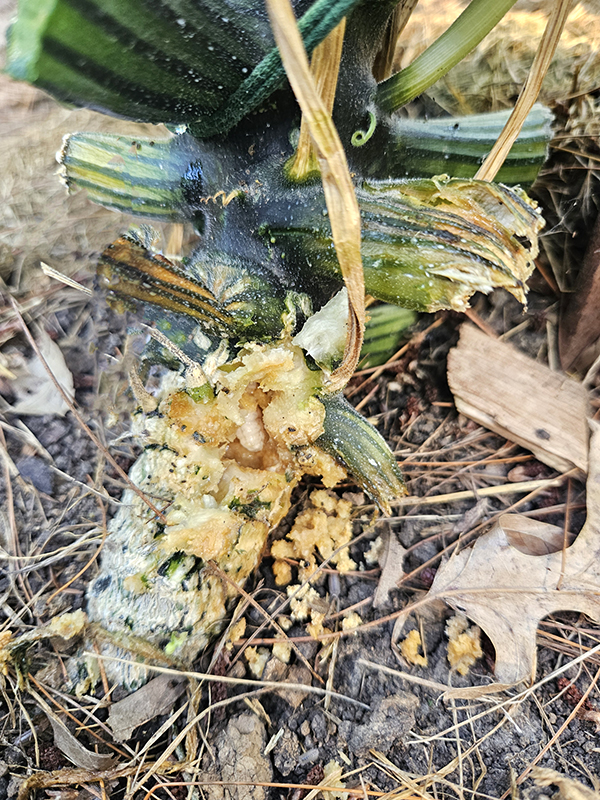 An infected zucchini stem