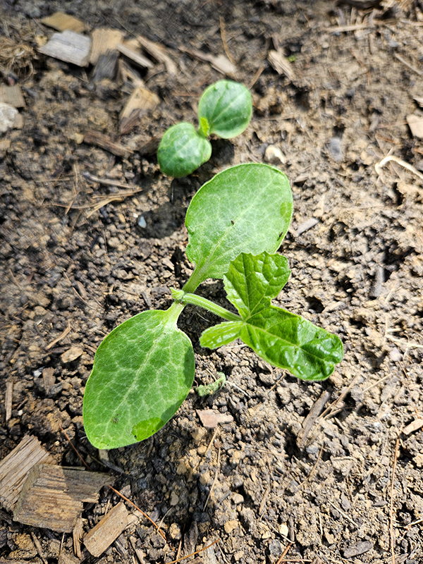 Young zucchini seedlings