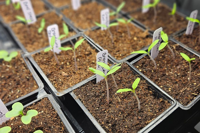 Starting Your Garden Seeds Indoors Series – Part 2: Growing