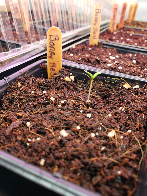 A new seedling has germinated in part 2 of starting seeds indoors.
