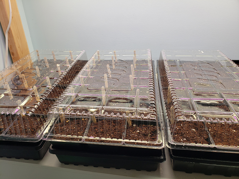 Three seed trays with clear lids on them waiting for seeds to germinate.  Starting Seeds Indoors