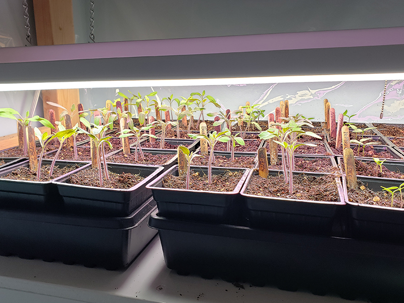 LED lights just a few inches above new seedlings. 