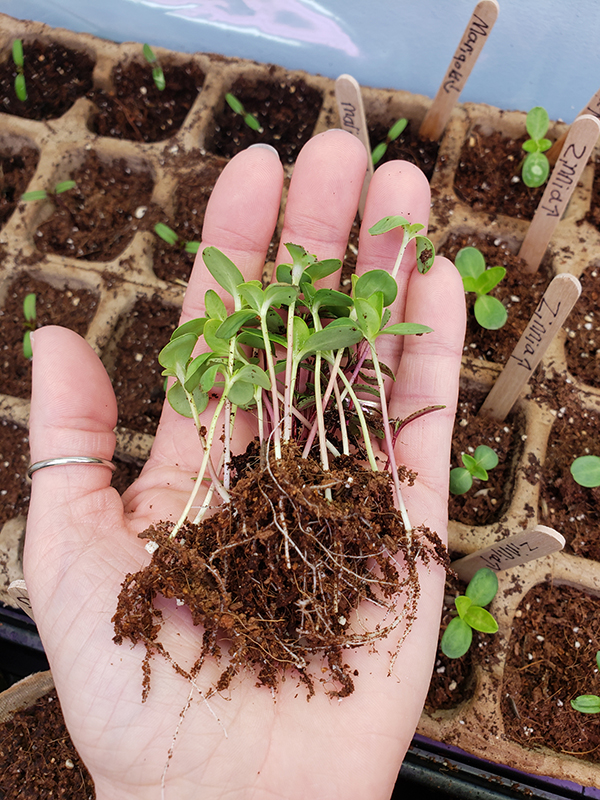 My hand holding several thinned seedlings I started indoors. 