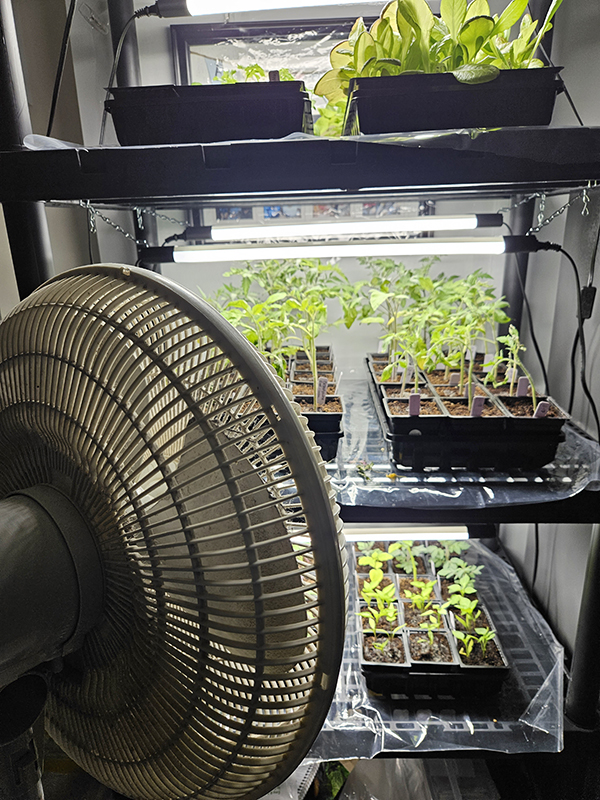 Part 3 of starting seeds indoors includes running a fan to help plants harden off. 
